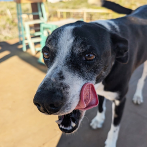 Guinness - Dogs / Cerritos Cowboy - Baja Horseback Tours