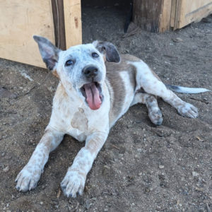 Cowboy - Dogs / Cerritos Cowboy - Baja Horseback Tours