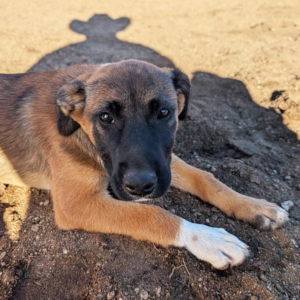 Hazel - Dogs / Cerritos Cowboy - Baja Horseback Tours