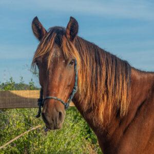 Chuniky - Horses / Cerritos Cowboy