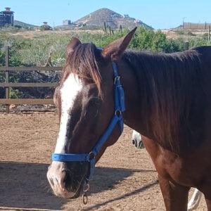 Margarita - Horses / Cerritos Cowboy
