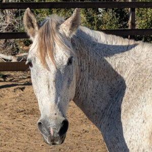 Bruce - Horses / Cerritos Cowboy