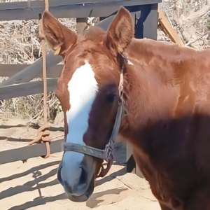 Bambi - Horses / Cerritos Cowboy