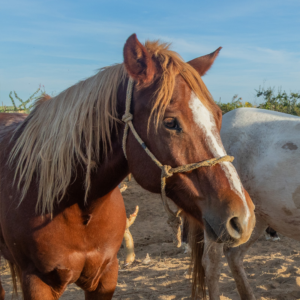 Lanchas - Horses / Cerritos Cowboy