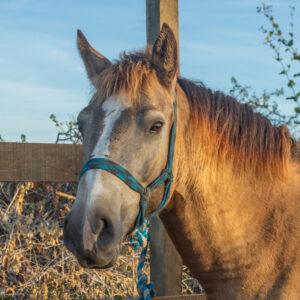 Valentina - Horses / Cerritos Cowboy