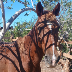 Tequila - Horses / Cerritos Cowboy