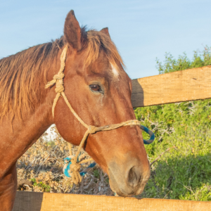 Pitufo - Horses / Cerritos Cowboy