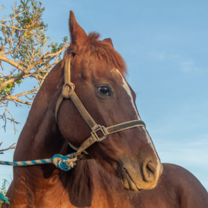 Juanita - Horses / Cerritos Cowboy