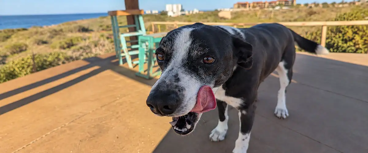 Cabo Cowboy Dogs