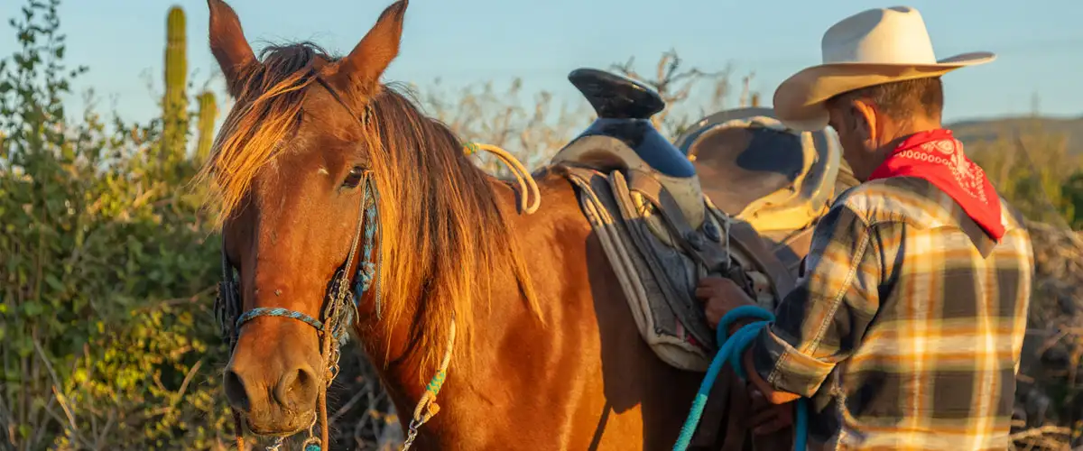 Horses and animal family at Cerritos Cowboy
