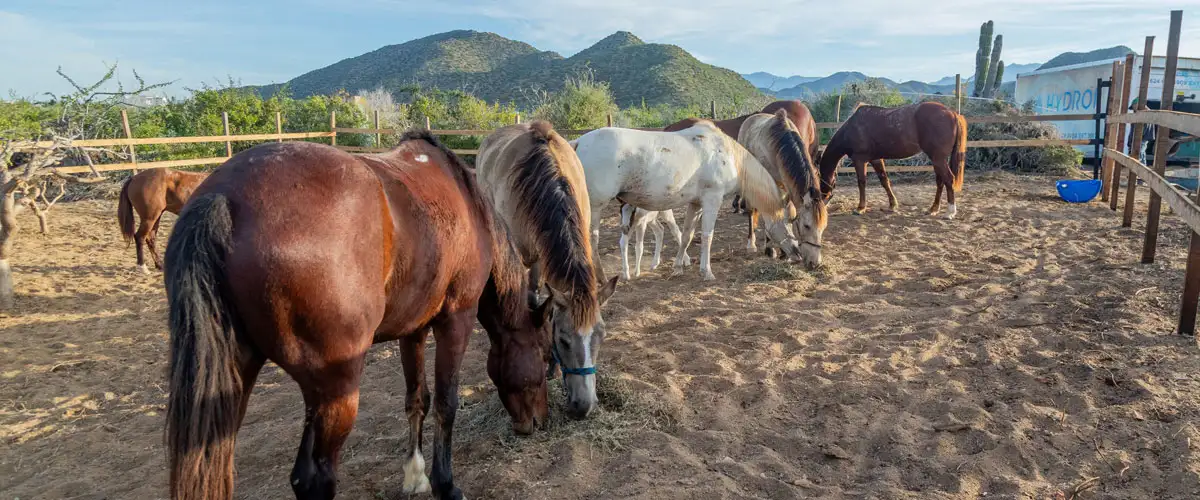 Cerritos Cowboy Ranch