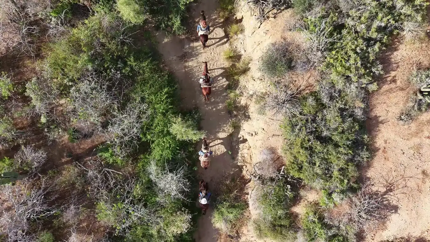 Half Day horseback tour at Cerritos Beach